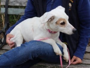 dogs-daisy-cameron-5-1