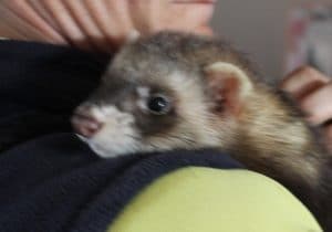 ferret-jingo-1-1