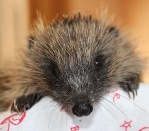 hedgehog-poolsbrook-1-1