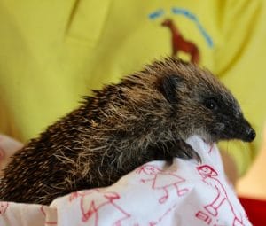 hedgehog-poolsbrook-4-1