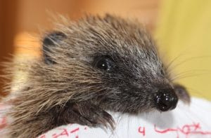 hedgehog-poolsbrook-6-1