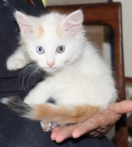 kittens-snowbaby-1-1