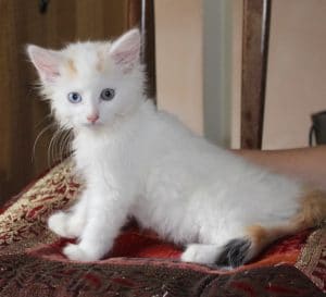 kittens-snowbaby-3-1