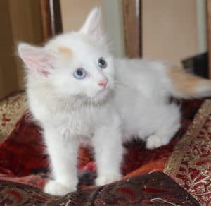 kittens-snowbaby-4-1