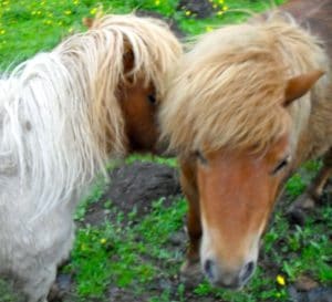 ponies-bridget-sundance