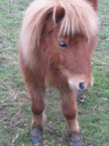 ponies-winter-sundance