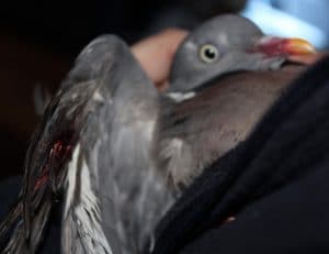 birds-inj-pigeon-1