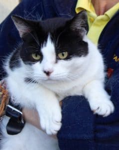 cats-poppy-mouser-1-1