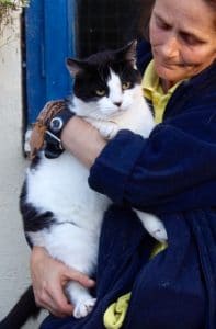 cats-poppy-mouser-3-1