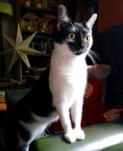 cats-wispa-new-home-1