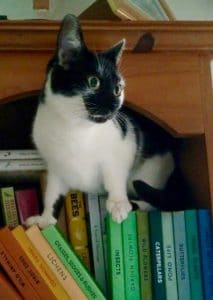 cats-wispa-new-home-2-1