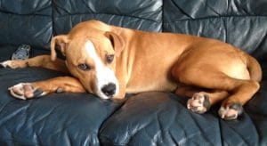 dogs-adoption-by-owner-1