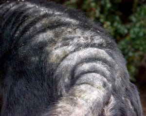 dogs-buddy-badskin-2-1