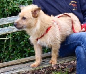 dogs-cairn-millie-1-1