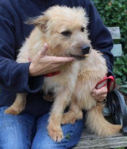 dogs-cairn-millie-3-1