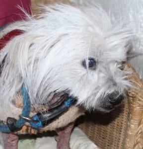 dogs-sally-on-chair-2