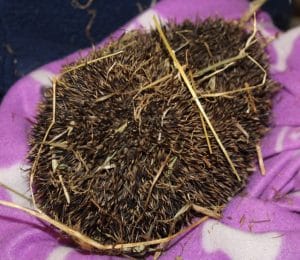 hedgehog-poorly-1