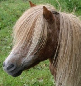 horses - chester 2 copy