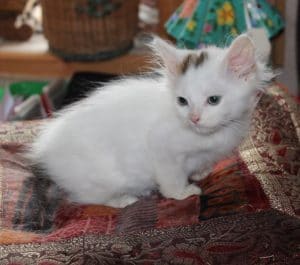 kittens-snowball-1-1