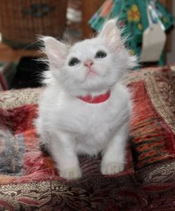kittens-snowball-1