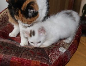 kittens-snowball-3-1