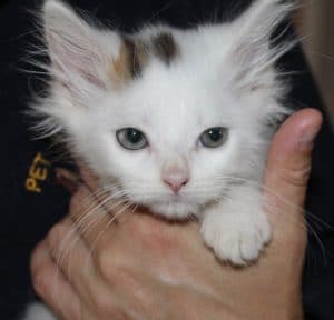 kittens-snowball-4-1