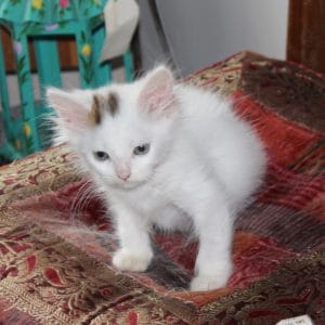 kittens-snowball-5-1