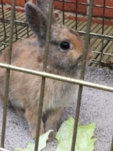 rabbit-found-1