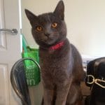 Dakota Lost Cat Derbyshire