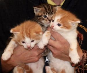 kittens-demelzas-2-1