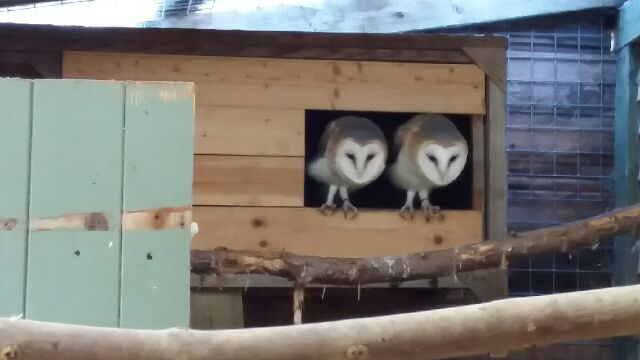 owls hansel and gretel pet samaritans