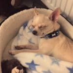 Teddy chihuahua emergency pet rescue