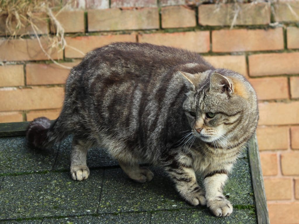 Cat Adoption derbyshire