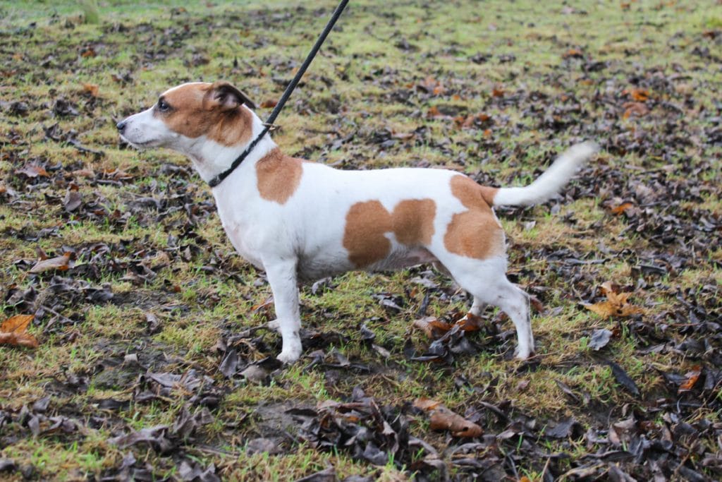 Darcie looking for new home adoption