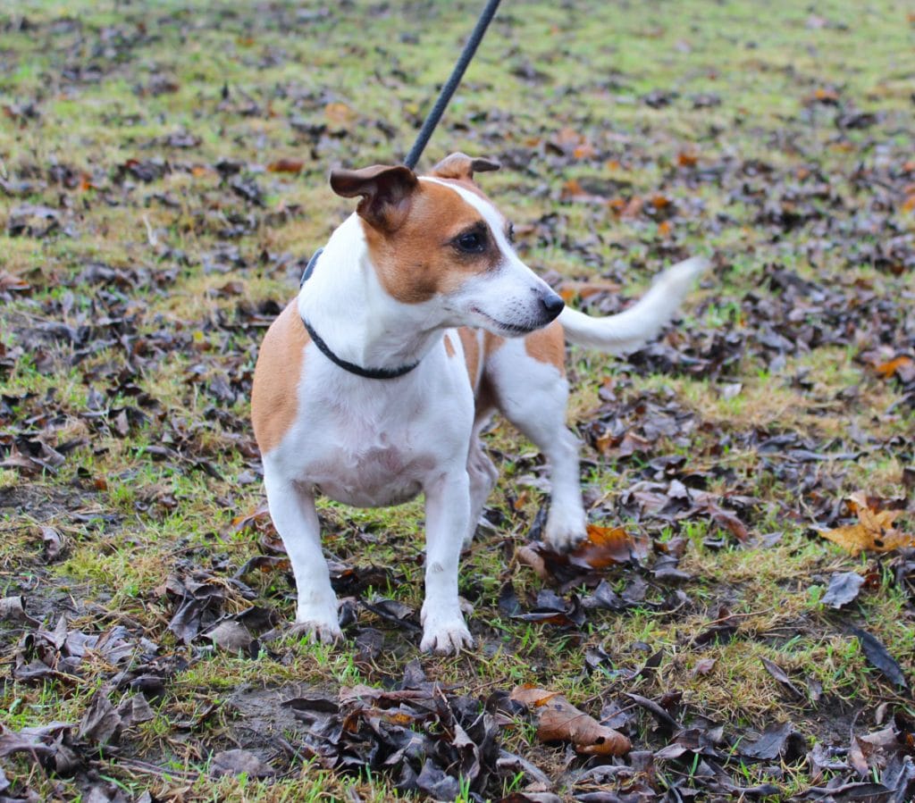 Dog Adoption derbyshire