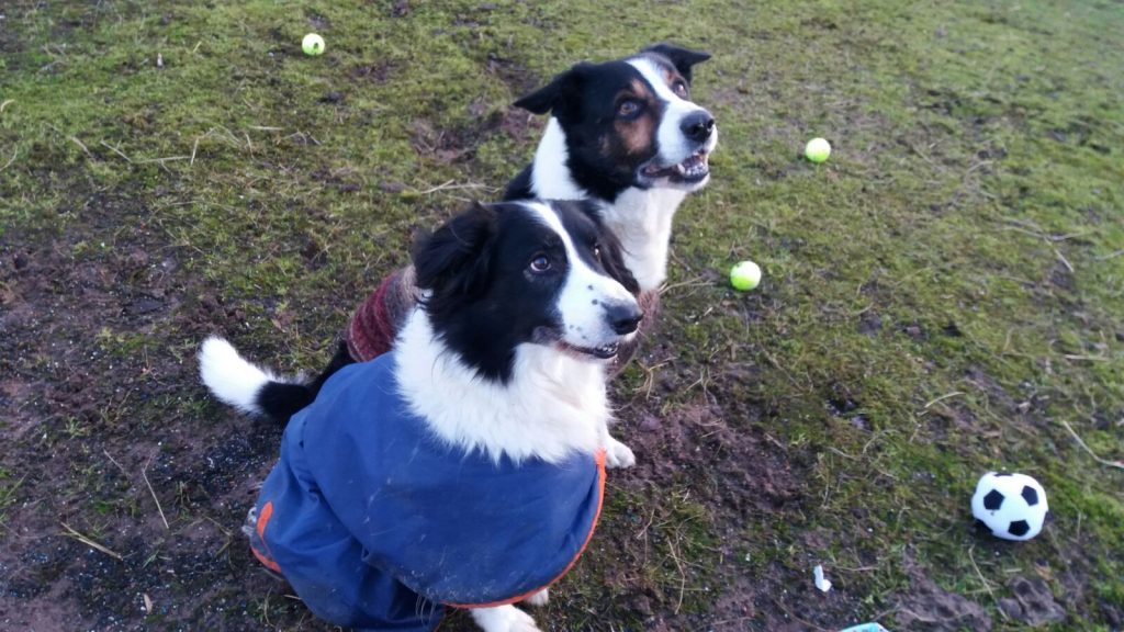 dogs-enjoying-presents