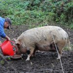Pig for adoption at the Pet Samaritans