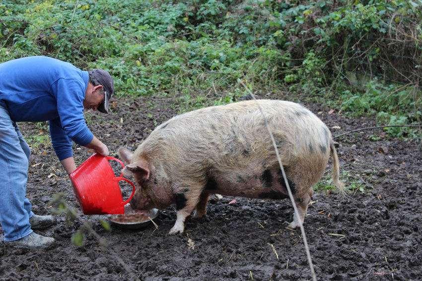 Pig for adoption at the Pet Samaritans