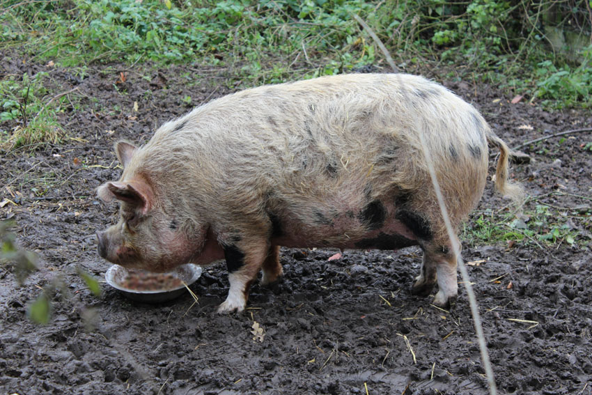 Polly the Pig for Adoption