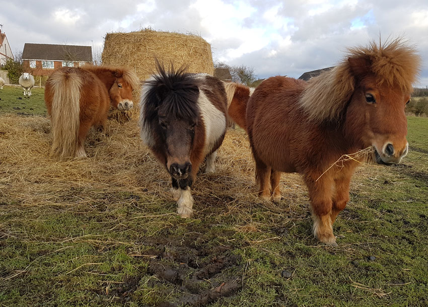 mini ponies at the animal sanctuary