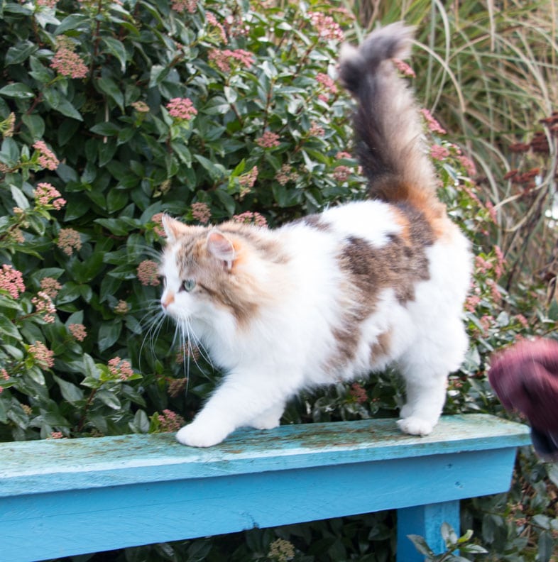 Elsie enjoying life at the animal sanctuary