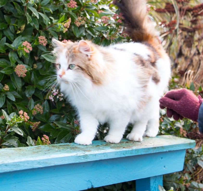 Elsie Cat at the animal sanctuary