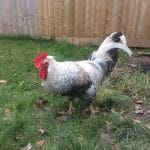 Legbar Cockeral for Pet Adoption