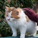 Mischa cat looking to be adopted