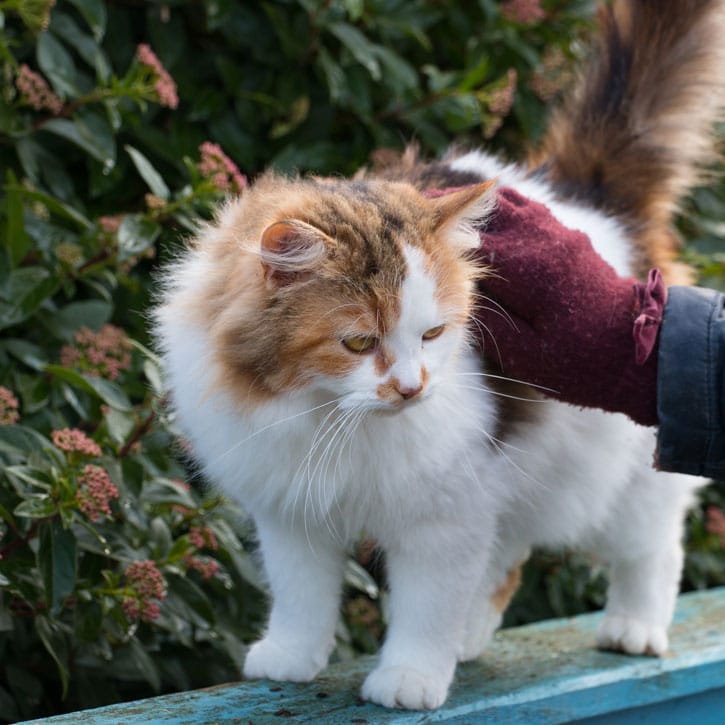 Mischa at the animal sanctuary