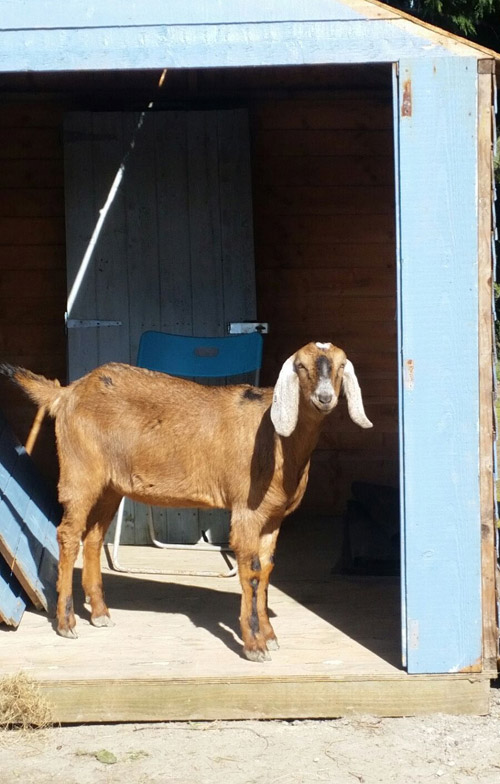 Anglo Nubian Goat