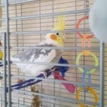 cockatiel at the animal sanctuary