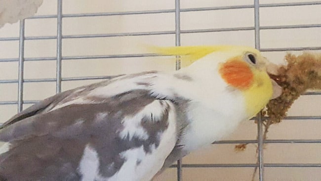 cockatiel