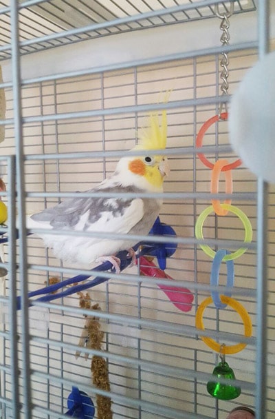 cockatiel at the animal sanctuary