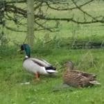 Ducks at Sanctuary
